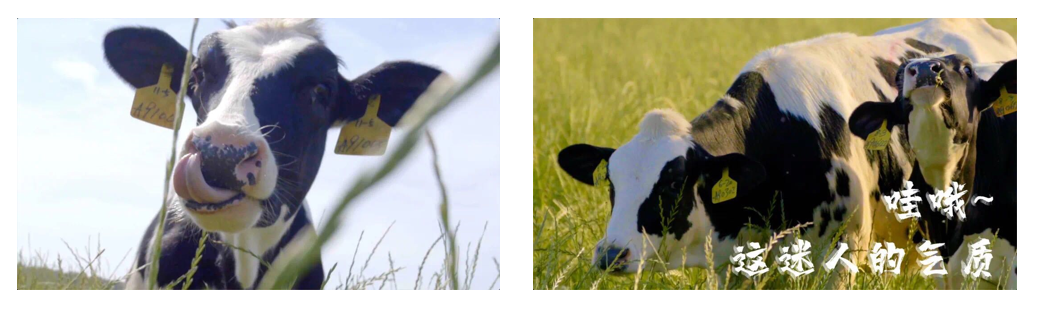 花花牛丨每天一杯奶，幸福健康喝出來?。?！