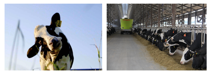 花花牛丨每天一杯奶，幸福健康喝出來?。。? style=