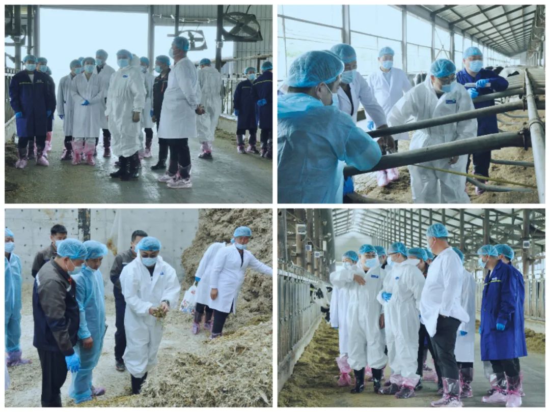 花花牛丨國家奶牛產(chǎn)業(yè)技術(shù)體系首席科學(xué)家、中國農(nóng)業(yè)大學(xué)教授李勝利一行蒞臨花花牛魯山瑞亞參觀調(diào)研