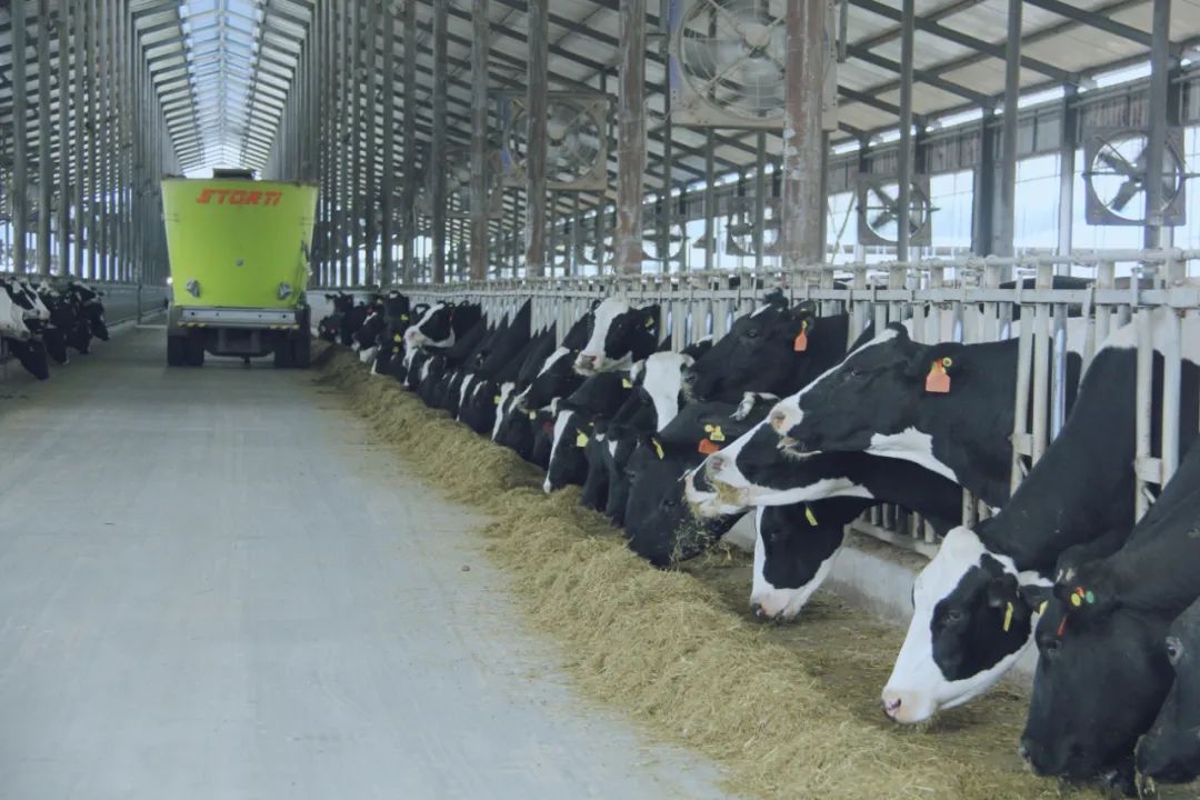 花花牛丨國家奶牛產(chǎn)業(yè)技術(shù)體系首席科學(xué)家、中國農(nóng)業(yè)大學(xué)教授李勝利一行蒞臨花花牛魯山瑞亞參觀調(diào)研