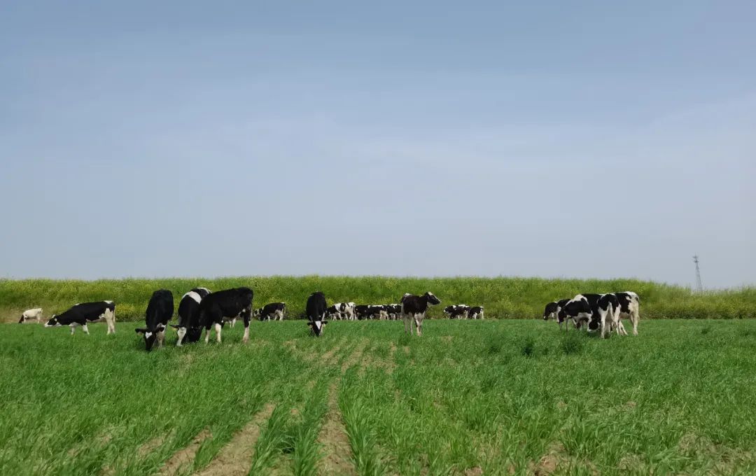 繼往開來 · 再創(chuàng)輝煌 | 花花牛乳業(yè)集團召開9月營銷、養(yǎng)殖及飼料月度經(jīng)營工作會議